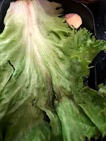 漬物